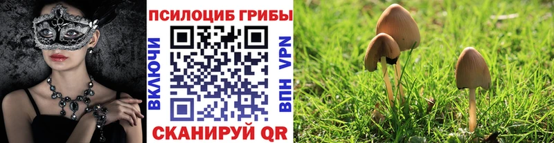 это Telegram  купить наркоту  блэк спрут ССЫЛКА  Зеленодольск  Галлюциногенные грибы MAGIC MUSHROOMS 
